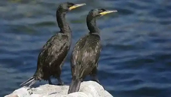 Gif que muestra cormoranes y la isla sur del archipiélago
