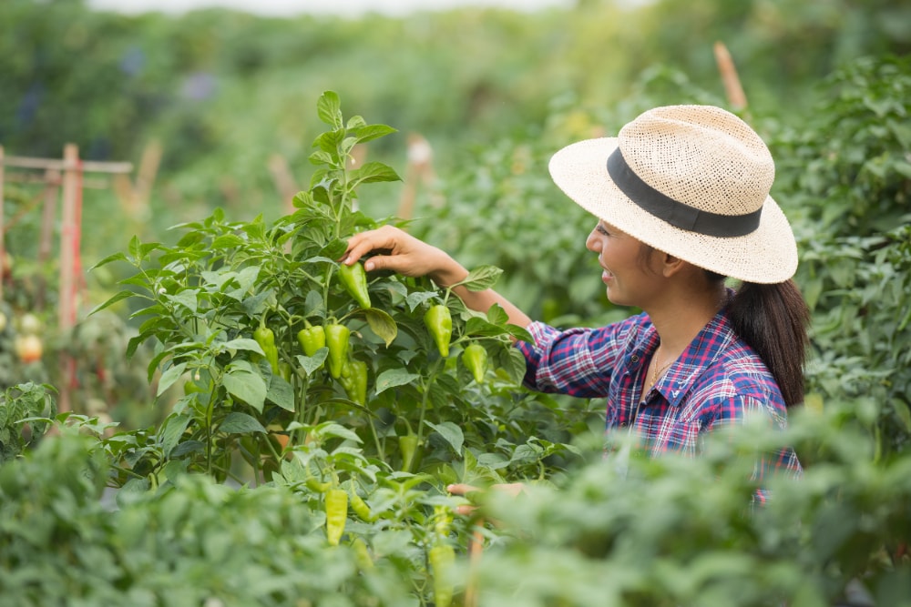 Una mujer tomando pimientos en la huerta